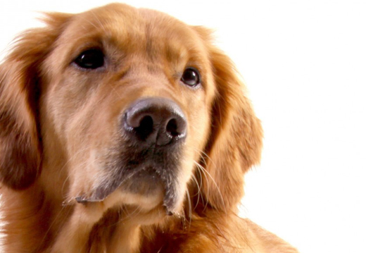 Anxiété de séparation chez le chien : comment y mettre fin ?
